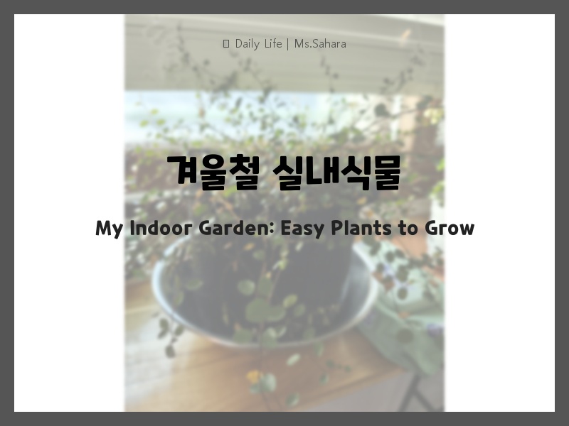 겨울철 실내식물 가이드