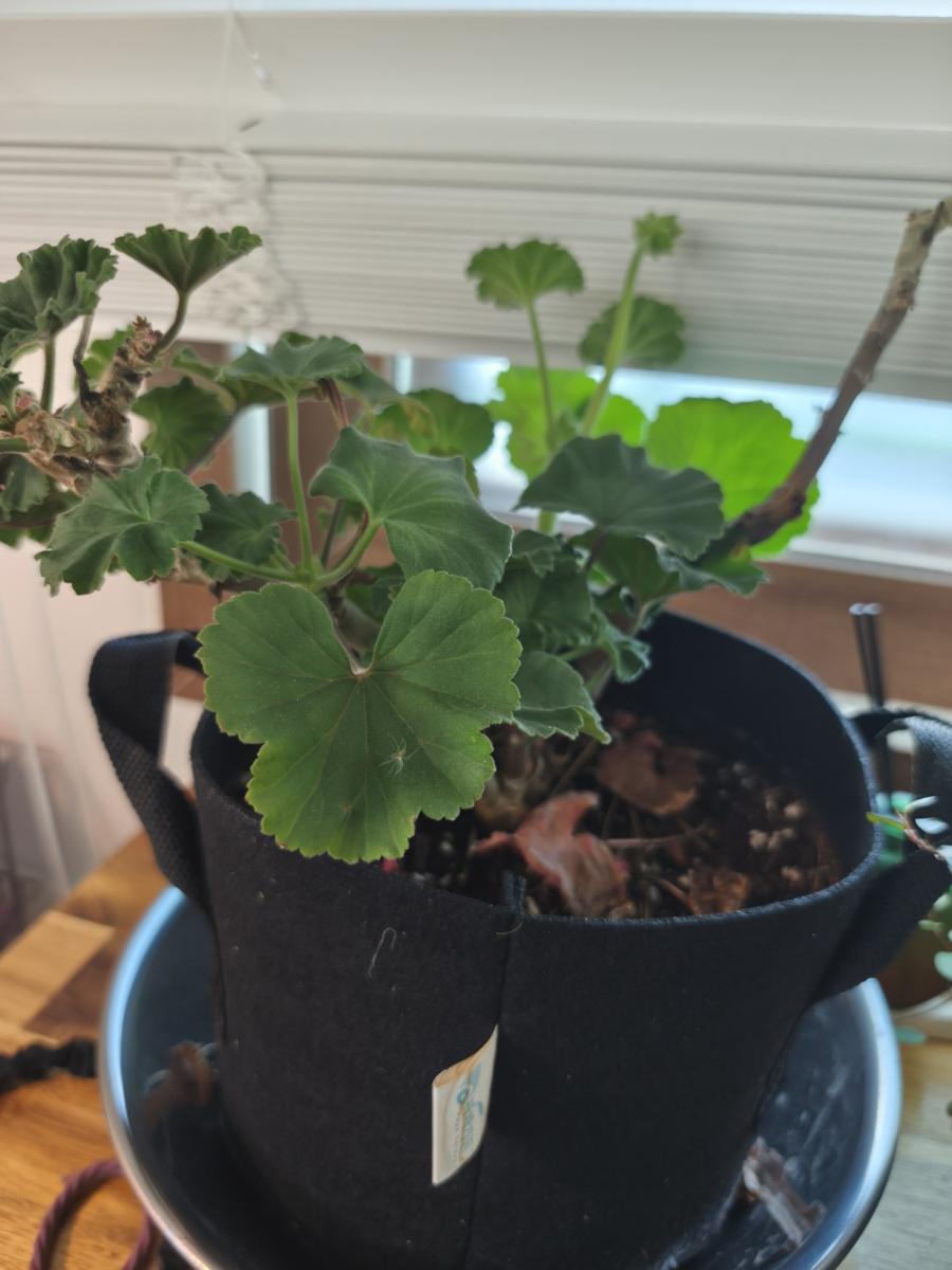 키우기 쉬운 실내 식물 - 대품으로 자란 엄마 제라늄