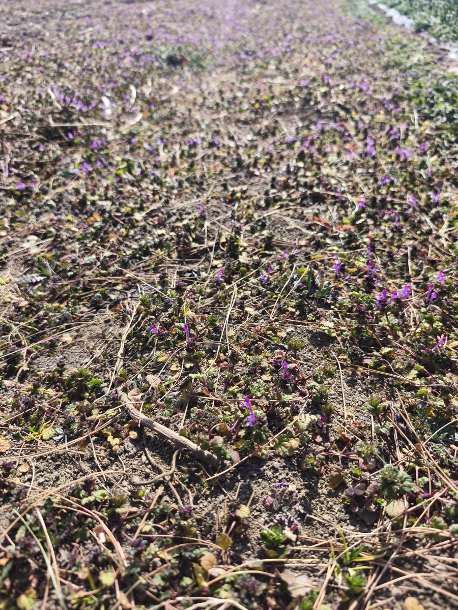 광대나물 효능: 광대나물 효능을 간직한 보라색 야생화 (Purple Henbit with medicinal benefits)