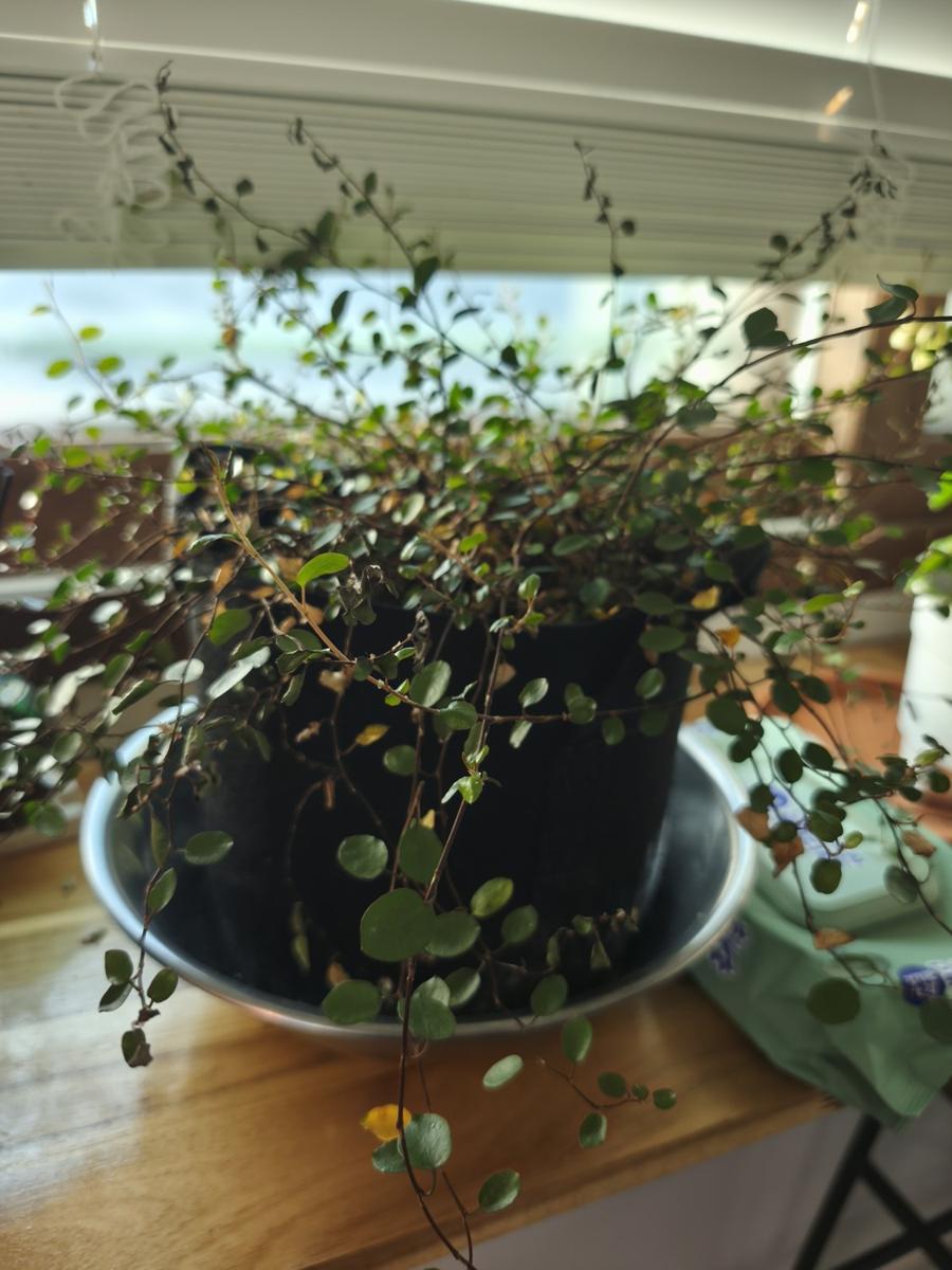 키우기 쉬운 실내 식물 - 핑크브리즈 가지치기 관리