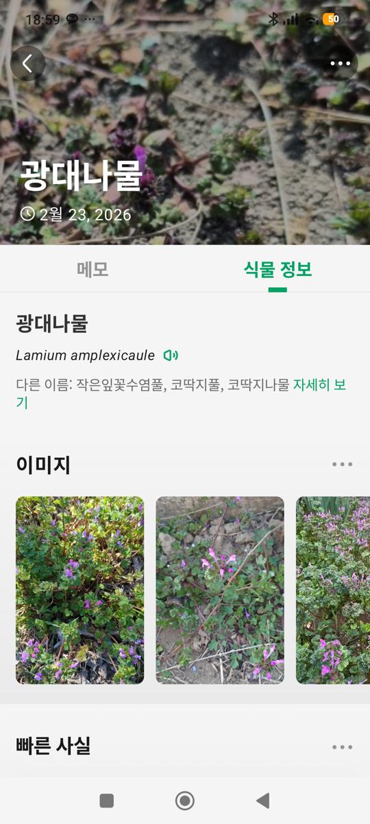 광대나물 효능: 식물 이름 찾기 앱 Picture This 활용 (Plant Identification using Picture This)