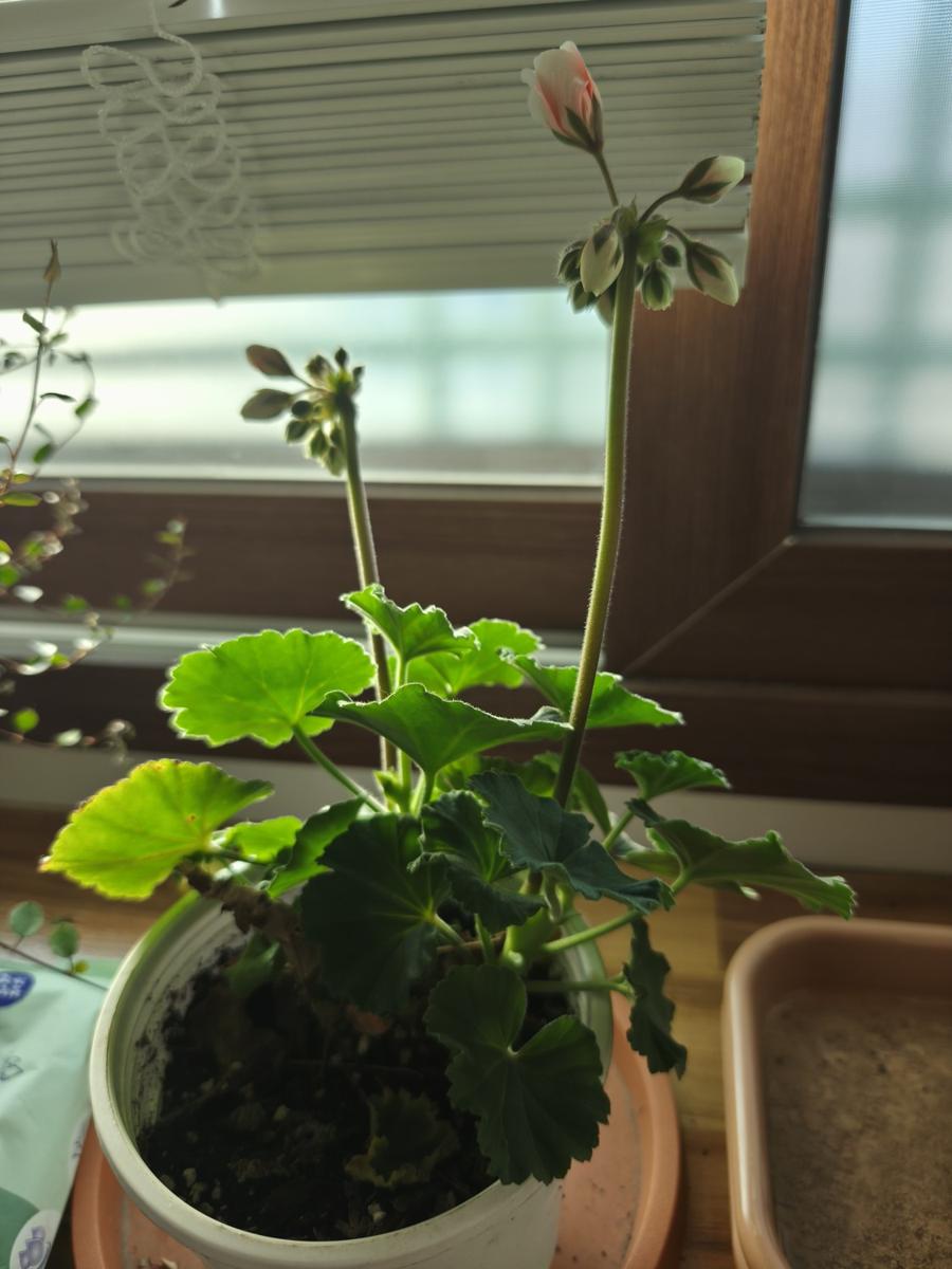 키우기 쉬운 실내 식물 - 번식에 성공한 아기 제라늄