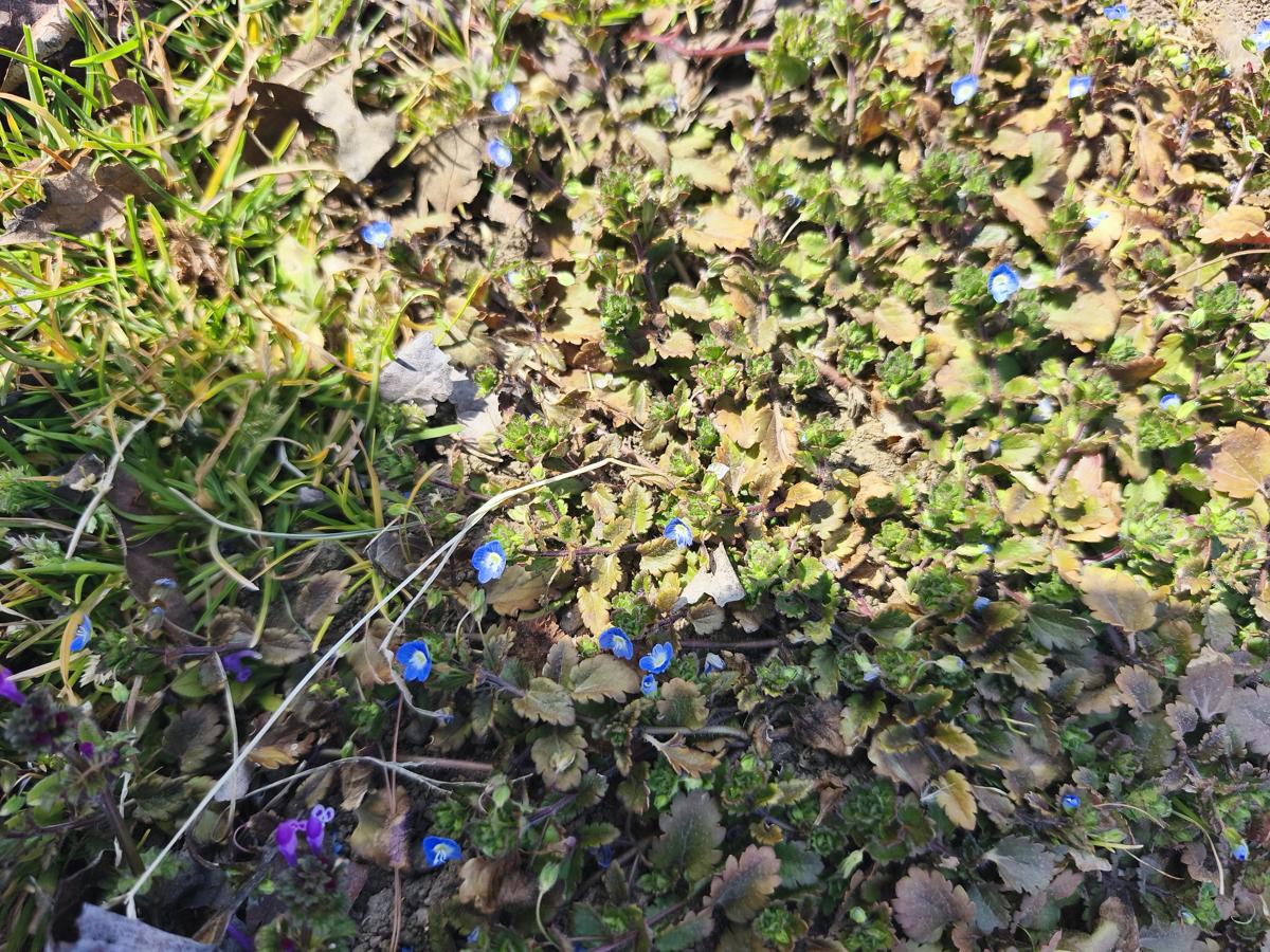 광대나물 효능: 파란 에너지가 넘치는 큰개불알풀 (Vibrant blue Veronica persica)