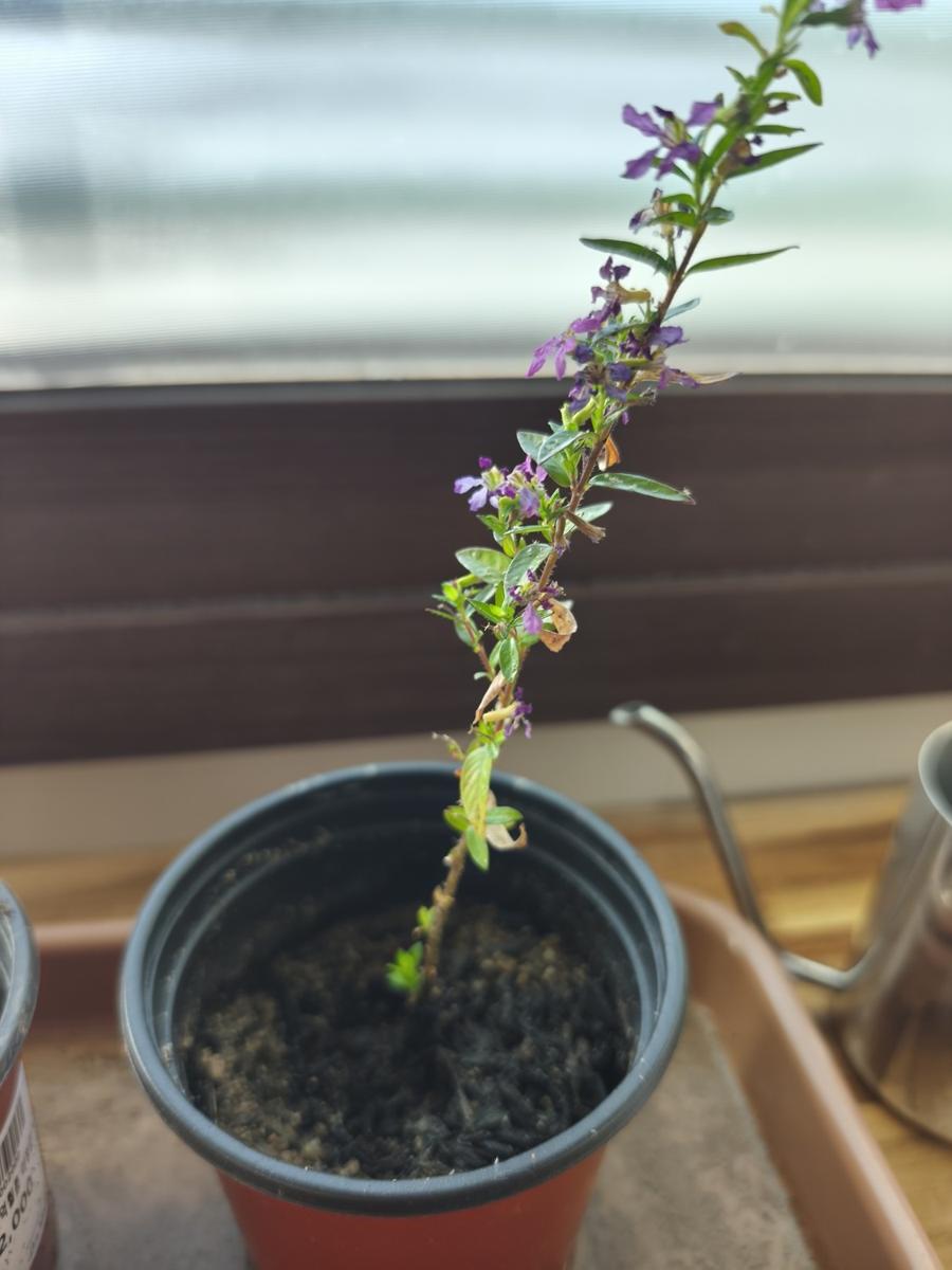 키우기 쉬운 실내 식물 - 물꽂이 번식왕 쿠페아