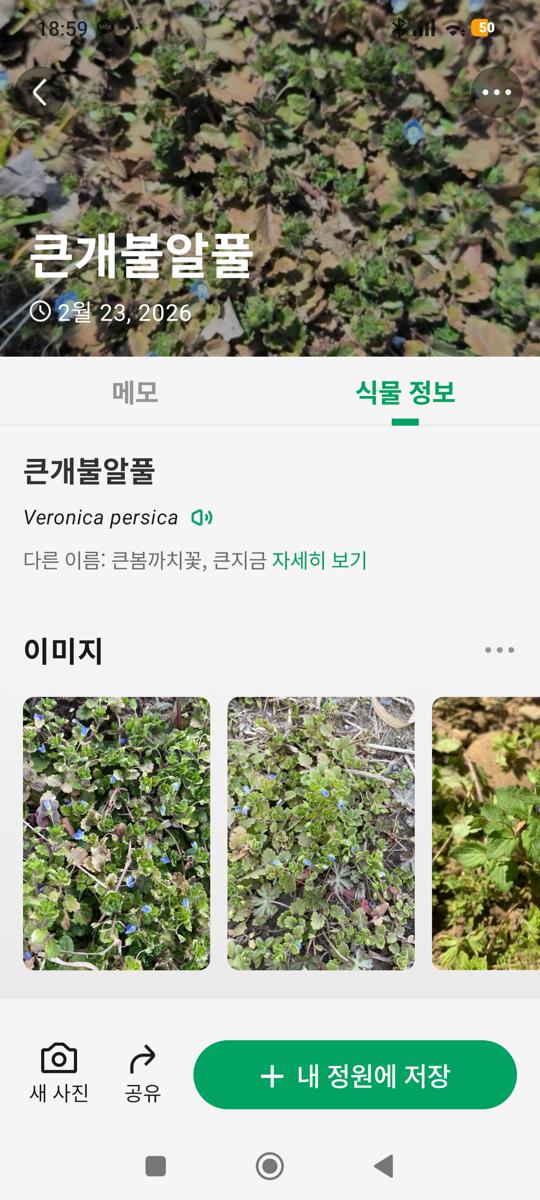 광대나물 효능: 일상 이미지 (Daily Routine Image)