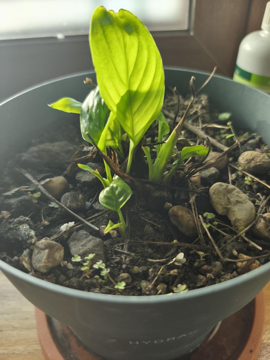 키우기 쉬운 실내 식물 - 생명력 강한 스파트필름 분갈이