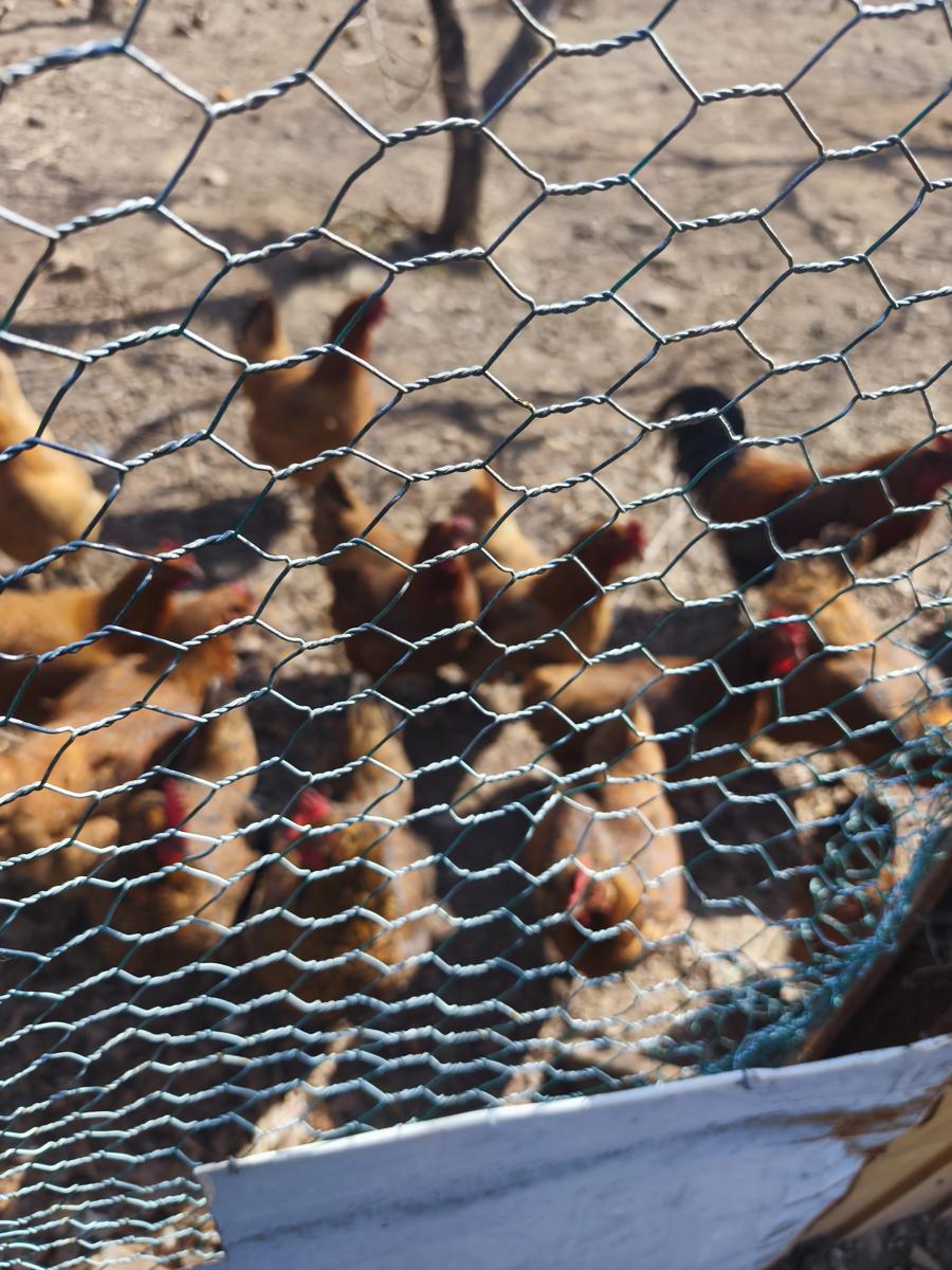 광대나물 효능: 옆집 수탉의 카리스마 넘치는 리더십 (Rooster's strong leadership)