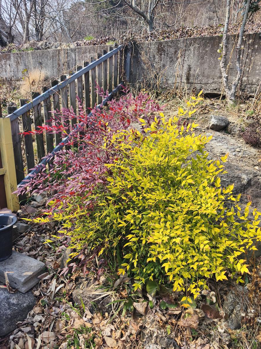 한국 남부지방 겨울 식물: 빛과 토양에 따라 연두빛으로 반짝이는 남천 (Nandina with bright light-green leaves depending on light and soil)