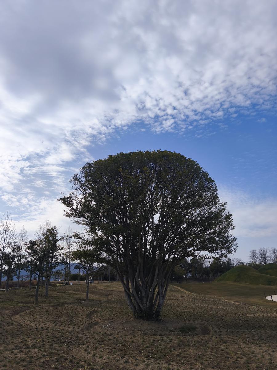 순천만국가정원 봄꽃: 마치 유럽의 정원에 온 듯한 착각을 주는 우아한 목서 (Elegant Osmanthus giving a European garden vibe)