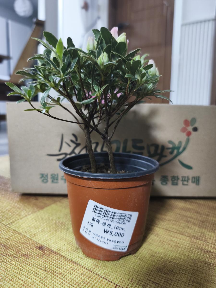 순천만가든마켓 봄꽃: 단아한 수형을 자랑하는 철쭉 '은하' (Azalea 'Eunha' boasting an elegant shape)