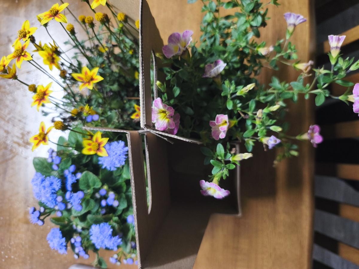 광양 성황스포츠센터 탁구장: 오늘 쇼핑으로 새로 입양한 든든한 반려 식물들 (Reliable companion plants newly adopted today)