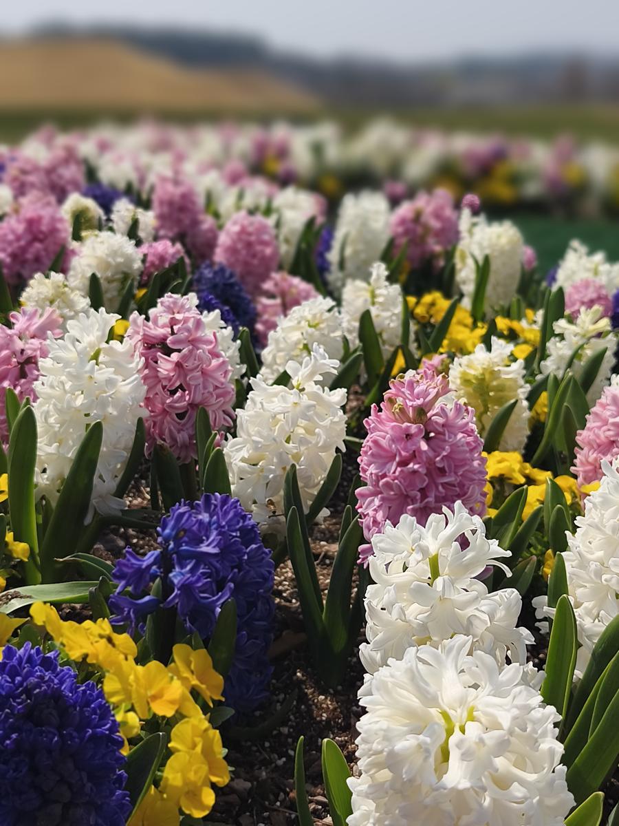 순천만정원 튤립: 흰색, 분홍색, 파란색 히아신스가 모여 뿜어내는 몽환적인 분위기 (Dreamy atmosphere emitted by clustered white, pink, and blue Hyacinths)