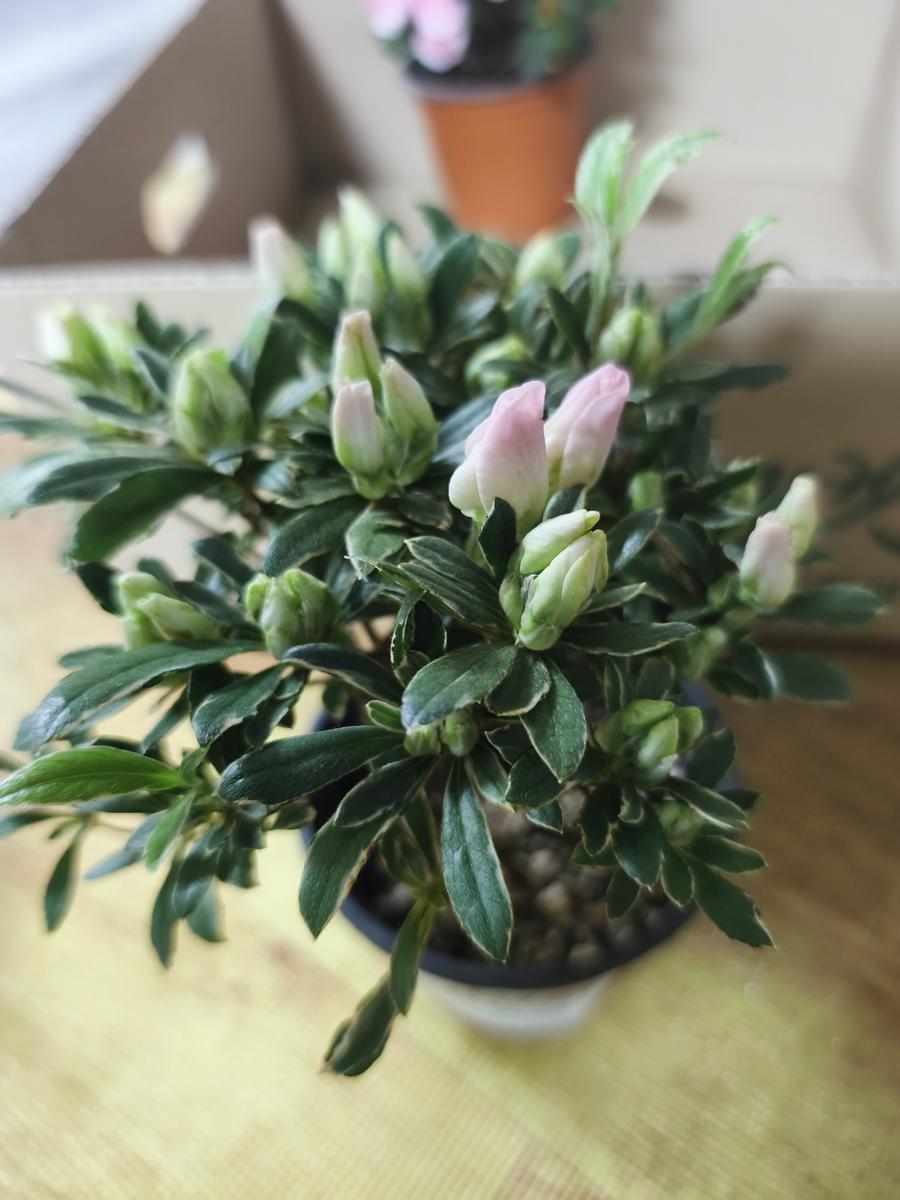 순천만가든마켓 봄꽃: 곧 만개할 준비를 마친 은은한 분홍빛 철쭉 꽃망울 (Soft pink azalea buds ready to bloom soon)