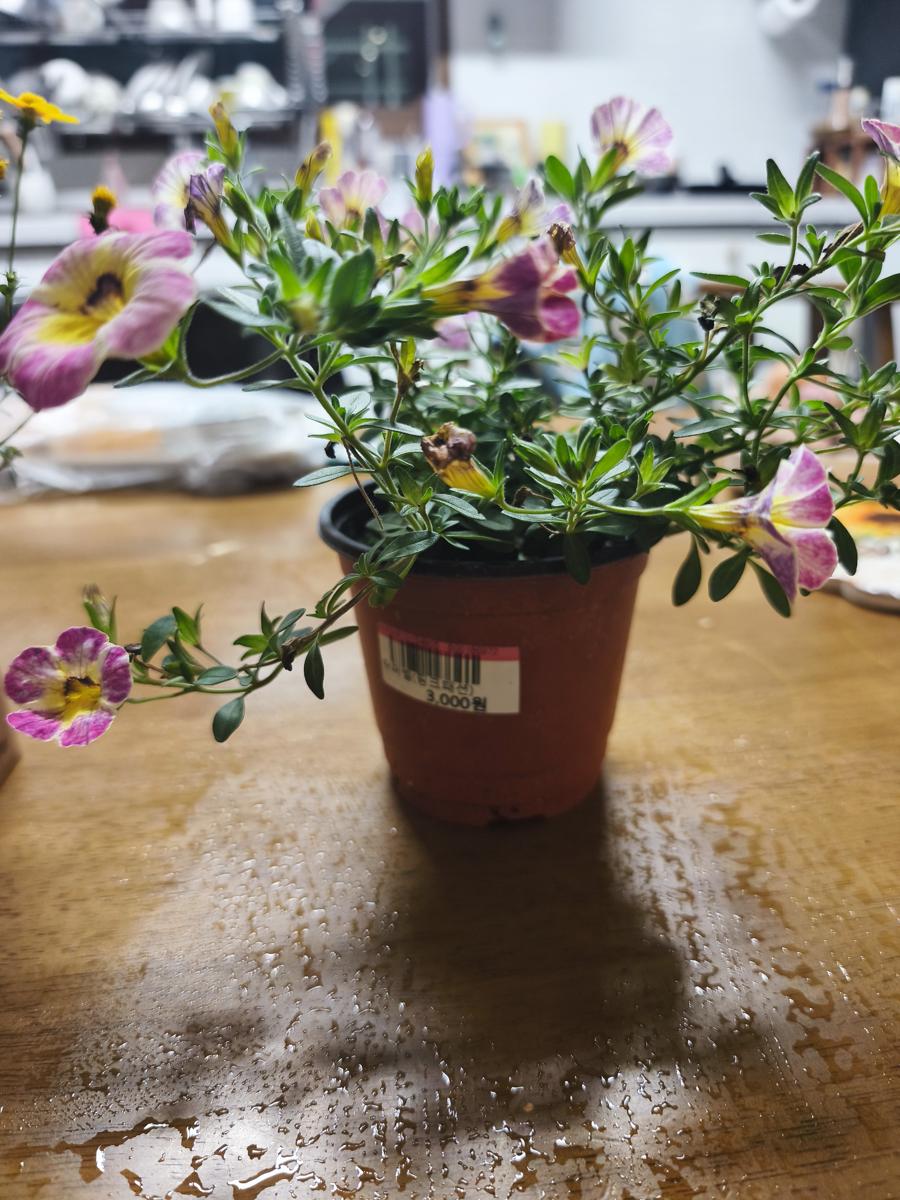 광양 성황스포츠센터 탁구장: 늘어지는 수형이 멋진 슈퍼벨 핑크패션 (Superbell Pink Passion with a beautifully drooping shape)