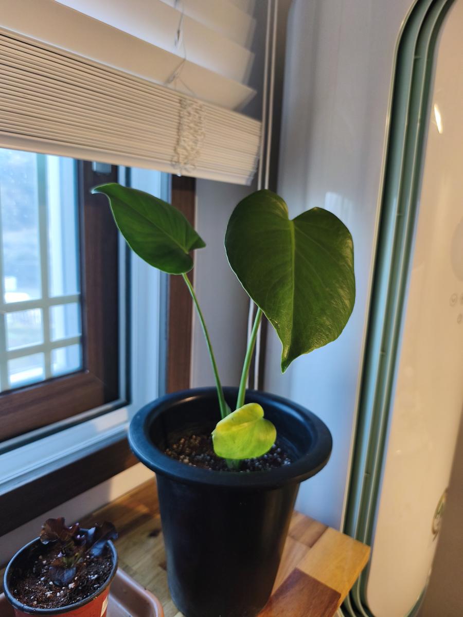 순천만정원 튤립: 아침 이슬을 영롱하게 머금고 있는 몬스테라 자구 (Monstera offset brilliantly holding the morning dew)