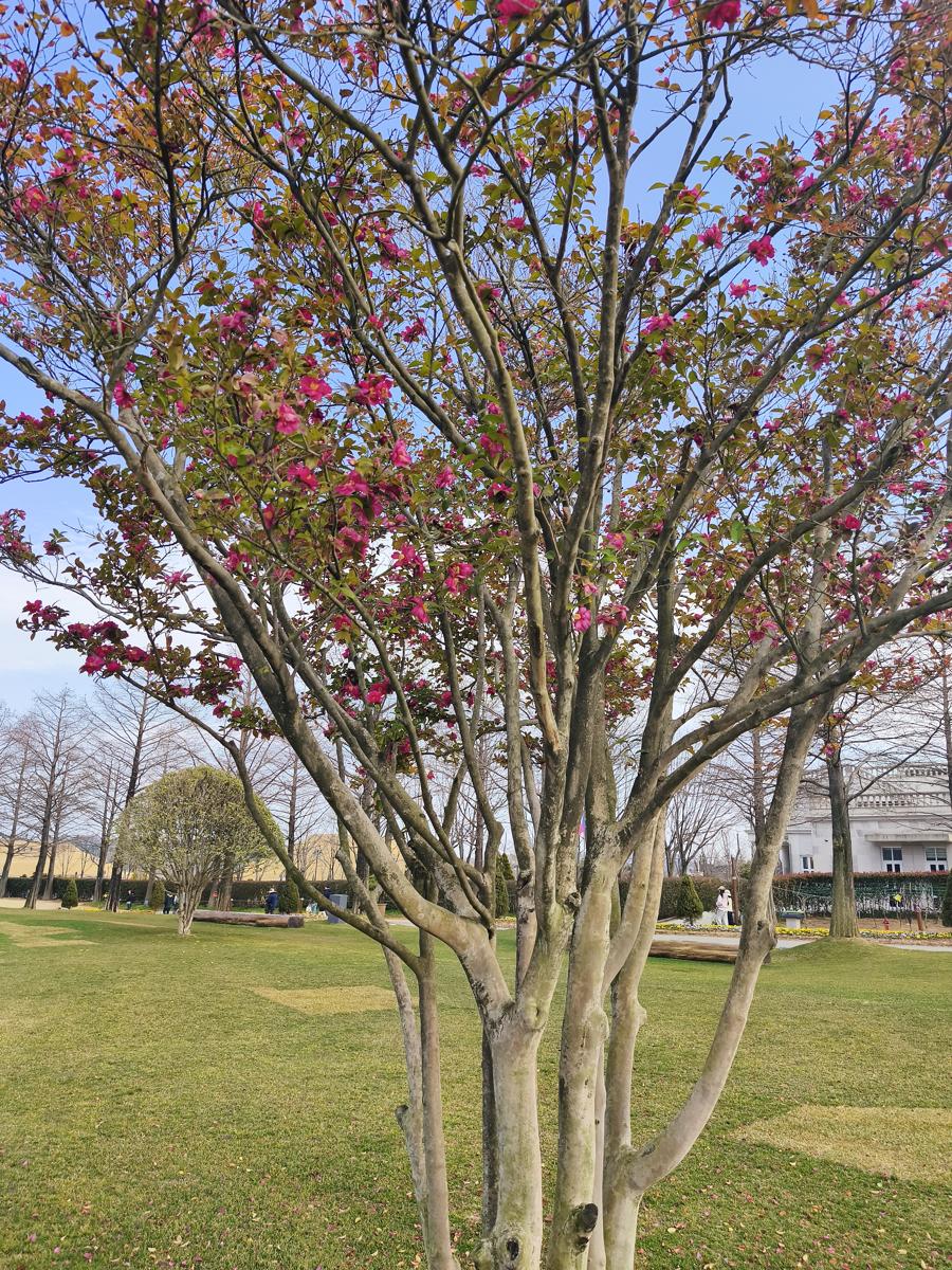 순천만국가정원 봄꽃: 정열적인 붉은빛을 뽐내는 동백꽃 (Camellia showing off its passionate red color)