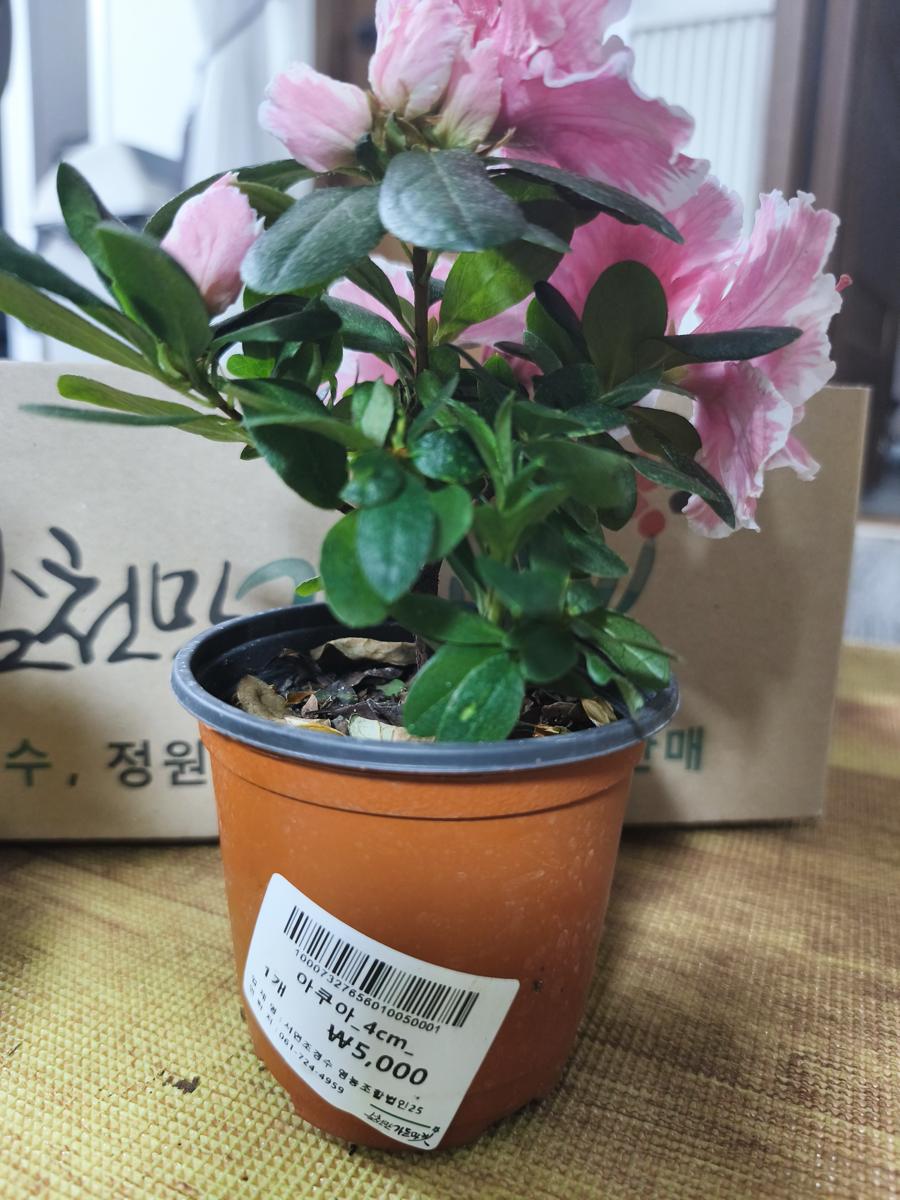 순천만가든마켓 봄꽃: 추위에 강하고 매력적인 철쭉 '아쿠아' (Cold-resistant and attractive Azalea 'Aqua')