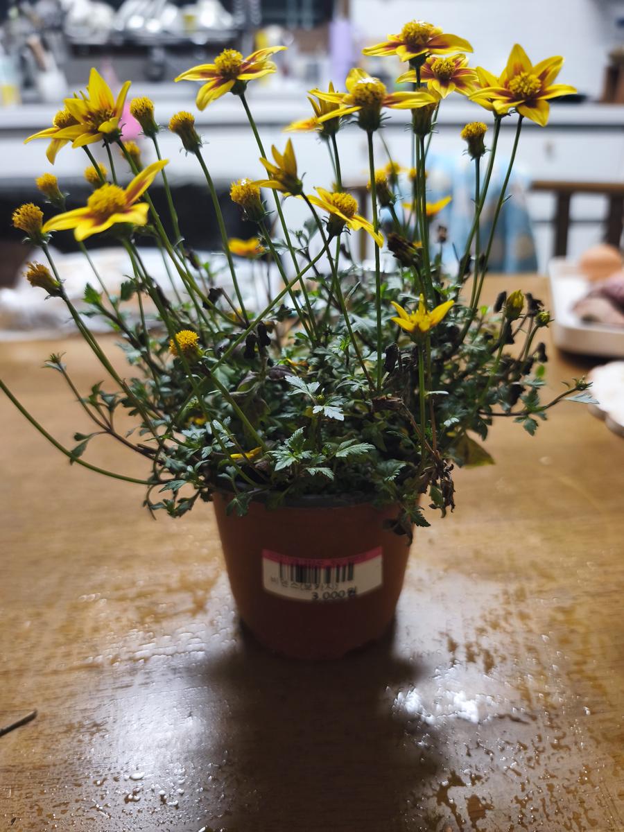 광양 성황스포츠센터 탁구장: 노란색 별꽃 모양이 앙증맞은 별꽃 비덴스 (Cute Star Bidens with yellow star-shaped flowers)