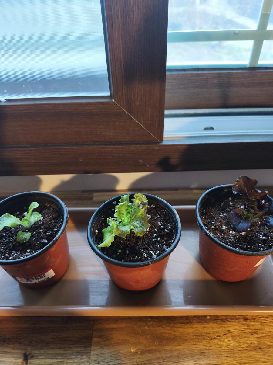 순천만정원 튤립: 텃밭 자리가 없어 화분 3개에 나누어 심어둔 싱싱한 상추 (Fresh lettuce divided into 3 pots due to lack of garden space)
