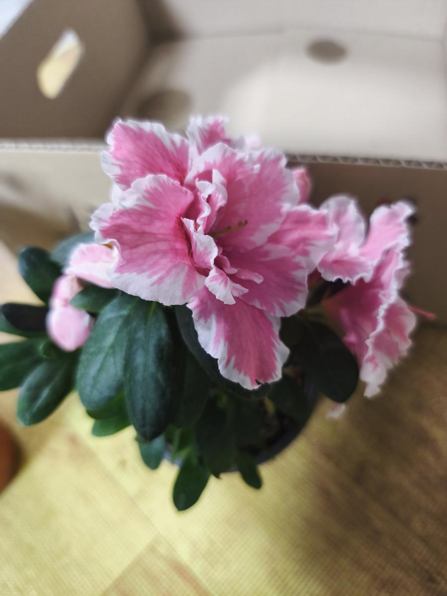 순천만가든마켓 봄꽃: 꽃잎 테두리의 하얀 라인이 매력적인 철쭉 (Azalea with attractive white lines on the petal borders)