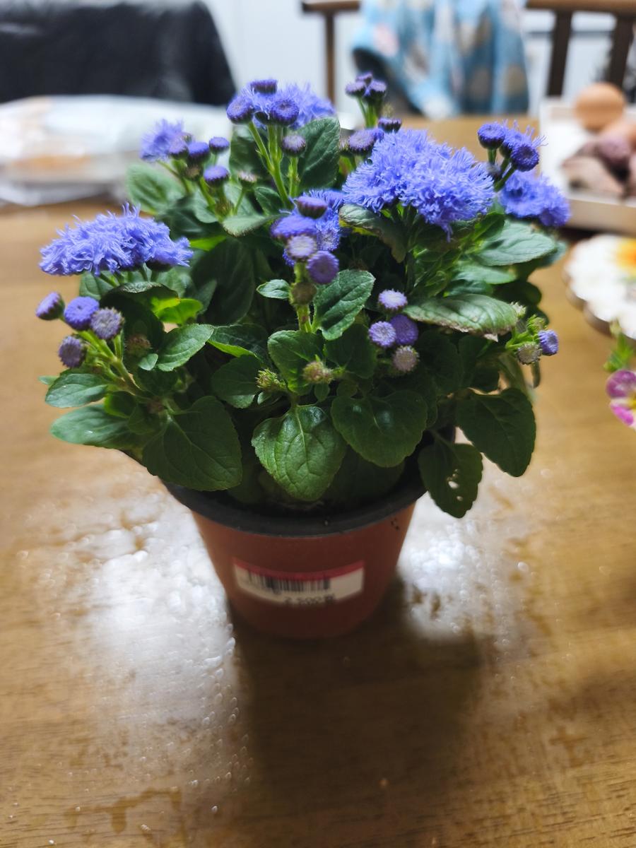 광양 성황스포츠센터 탁구장: 착한 가격 2,500원의 보라색 아게라덤 (Purple Ageratum at a good price of 2,500 won)