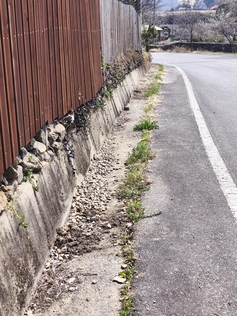 순천만정원 튤립: 지저분한 풀과 강자갈이 굴러다니는 울타리 앞 청소 전 (Before) (Before cleaning the fence area cluttered with weeds and river gravel)