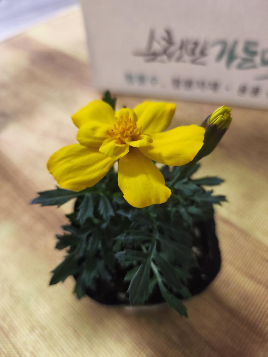 순천만가든마켓 봄꽃: 바라보기만 해도 활력이 도는 쨍한 노란색 메리골드 (Vivid yellow Marigold that gives vitality just by looking at it)