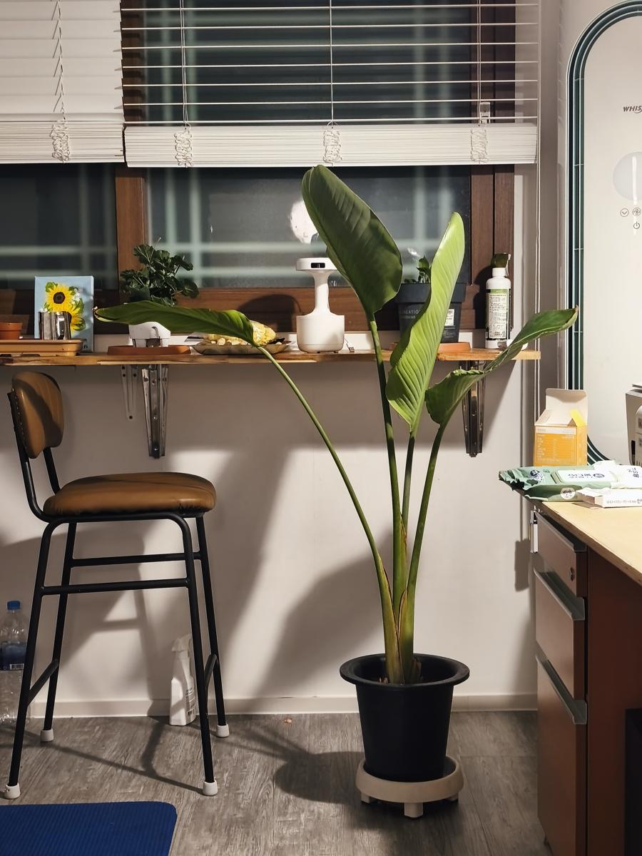 광양 성황스포츠센터 탁구장: 단돈 만 원에 득템한 거대한 대형 극락조 화분 (A huge Bird of Paradise plant snagged for just 10,000 won)