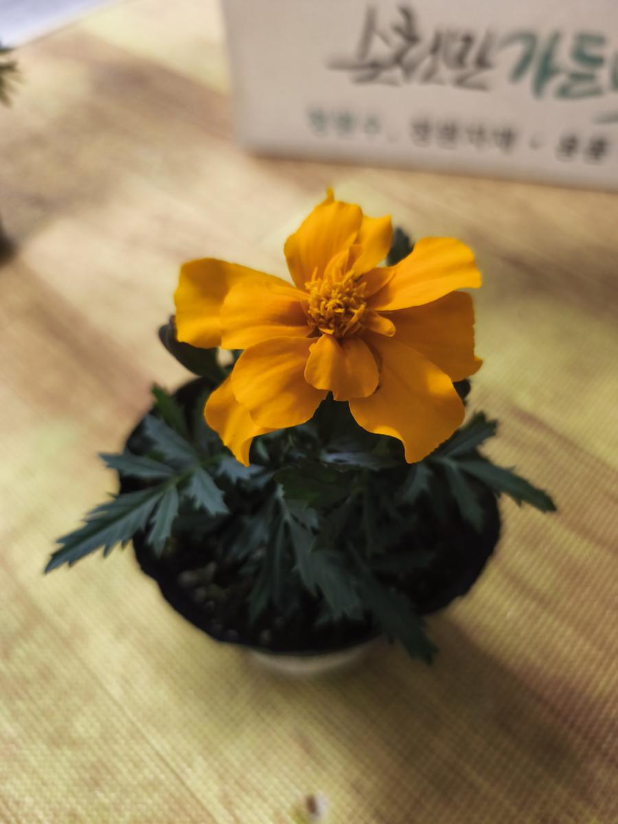 순천만가든마켓 봄꽃: 정원의 컬러 테라피를 책임질 주황색 꽃망울 (Orange buds that will take charge of the garden's color therapy)