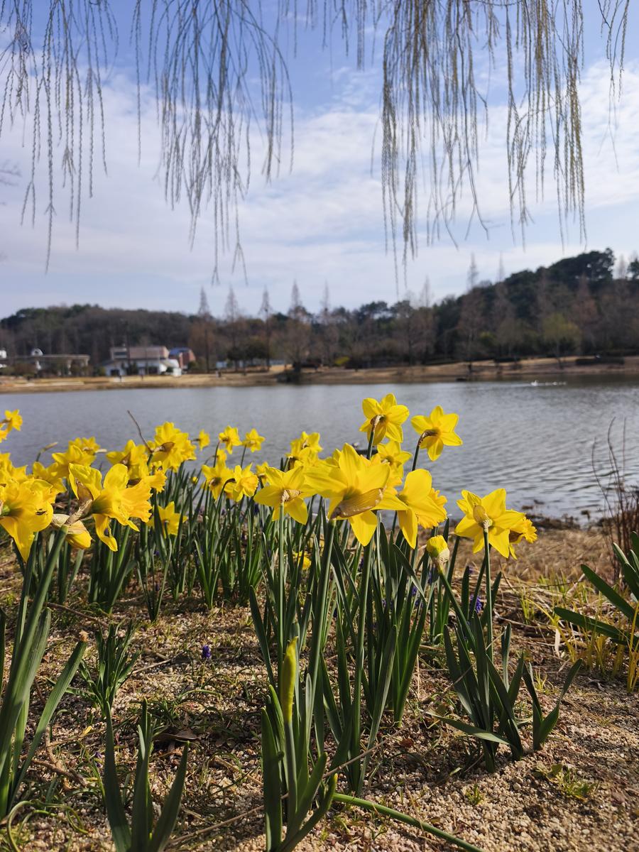 순천만국가정원 봄꽃: 노란 치마를 입은 듯 앙증맞은 별꽃수선화 (Cute Hoop Petticoat Daffodils looking like yellow skirts)