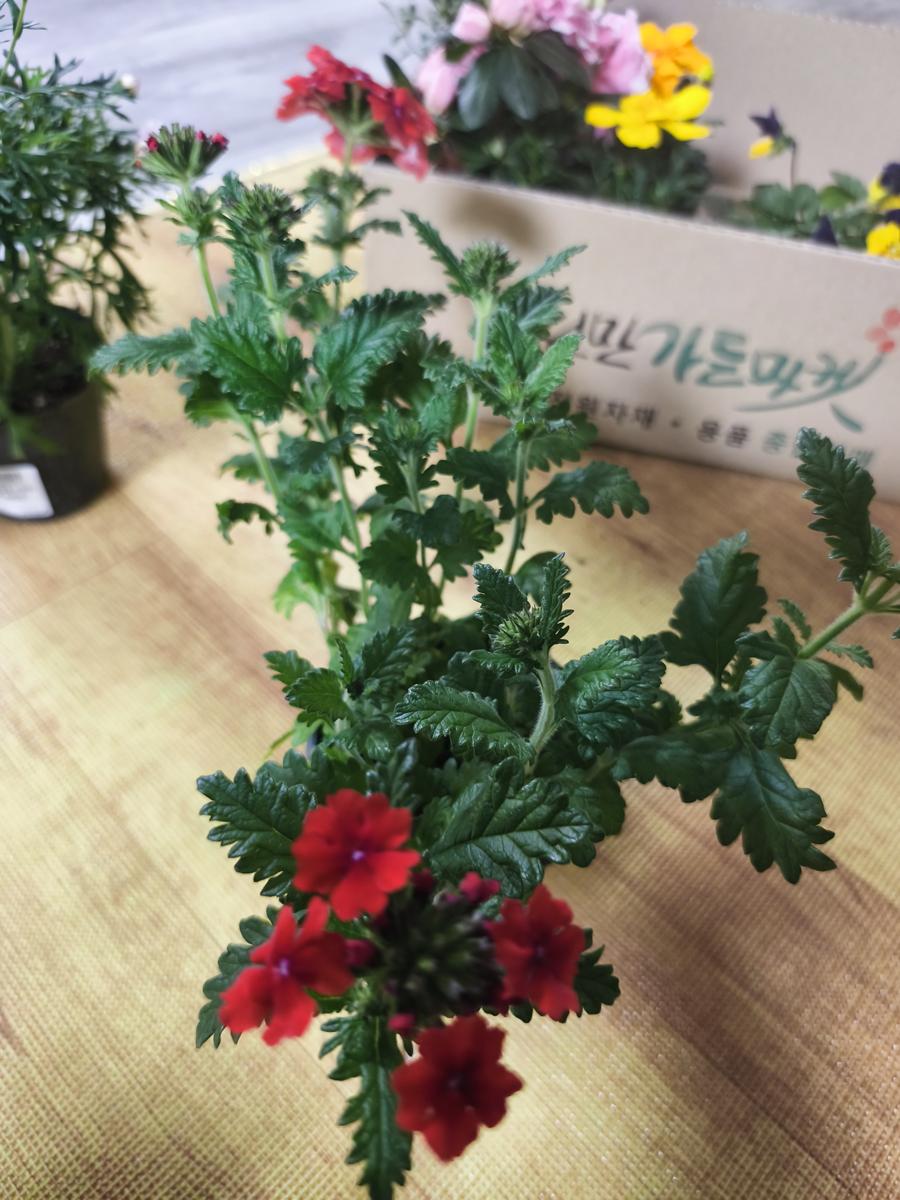 순천만가든마켓 봄꽃: 마당에 에너지를 팍팍 불어넣어 줄 강렬한 빨간색 버베나 (Intense red Verbena that will inject energy into the yard)