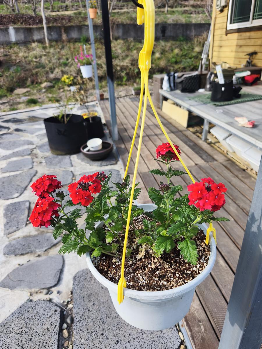 순천만정원 튤립: 매일 물을 주며 정성스레 가꿔야 하는 다채로운 행잉 화분 2 (Various hanging planters that need careful daily watering 2)