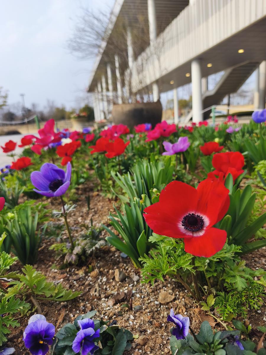 순천만국가정원 봄꽃: 햇살을 받아 더욱 눈부신 아네모네 (Anemones shining brightly in the spring sunlight)