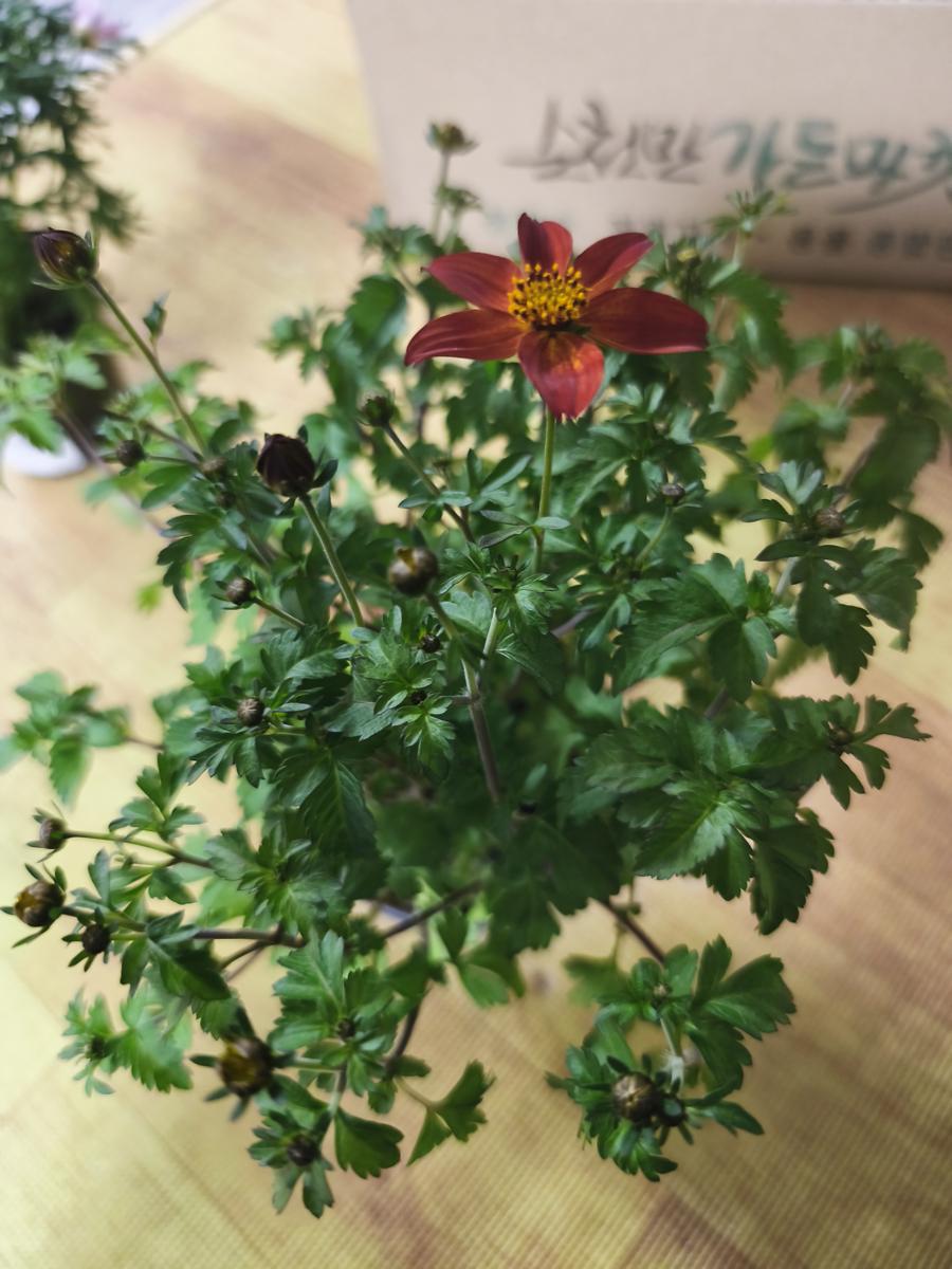 순천만가든마켓 봄꽃: 잡초 못지않은 강인한 생명력의 비덴스 꽃 (Bidens flower with strong vitality comparable to weeds)
