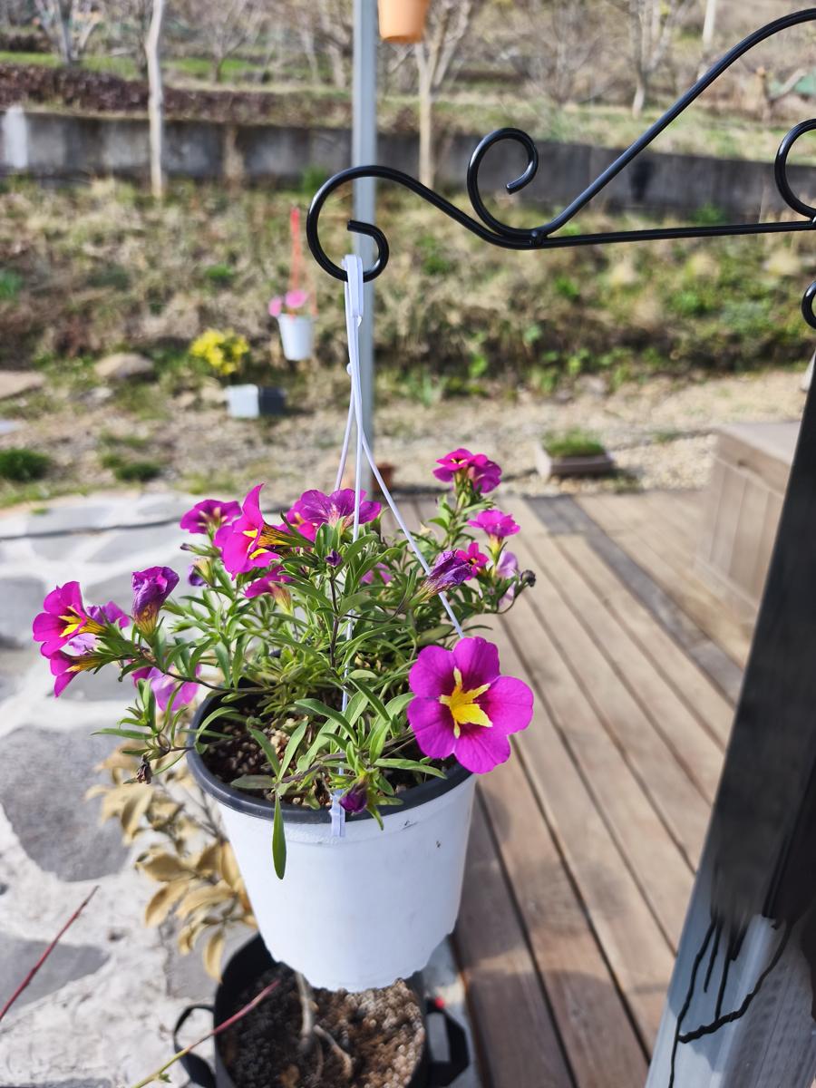 순천만정원 튤립: 매일 물을 주며 정성스레 가꿔야 하는 다채로운 행잉 화분 3 (Various hanging planters that need careful daily watering 3)