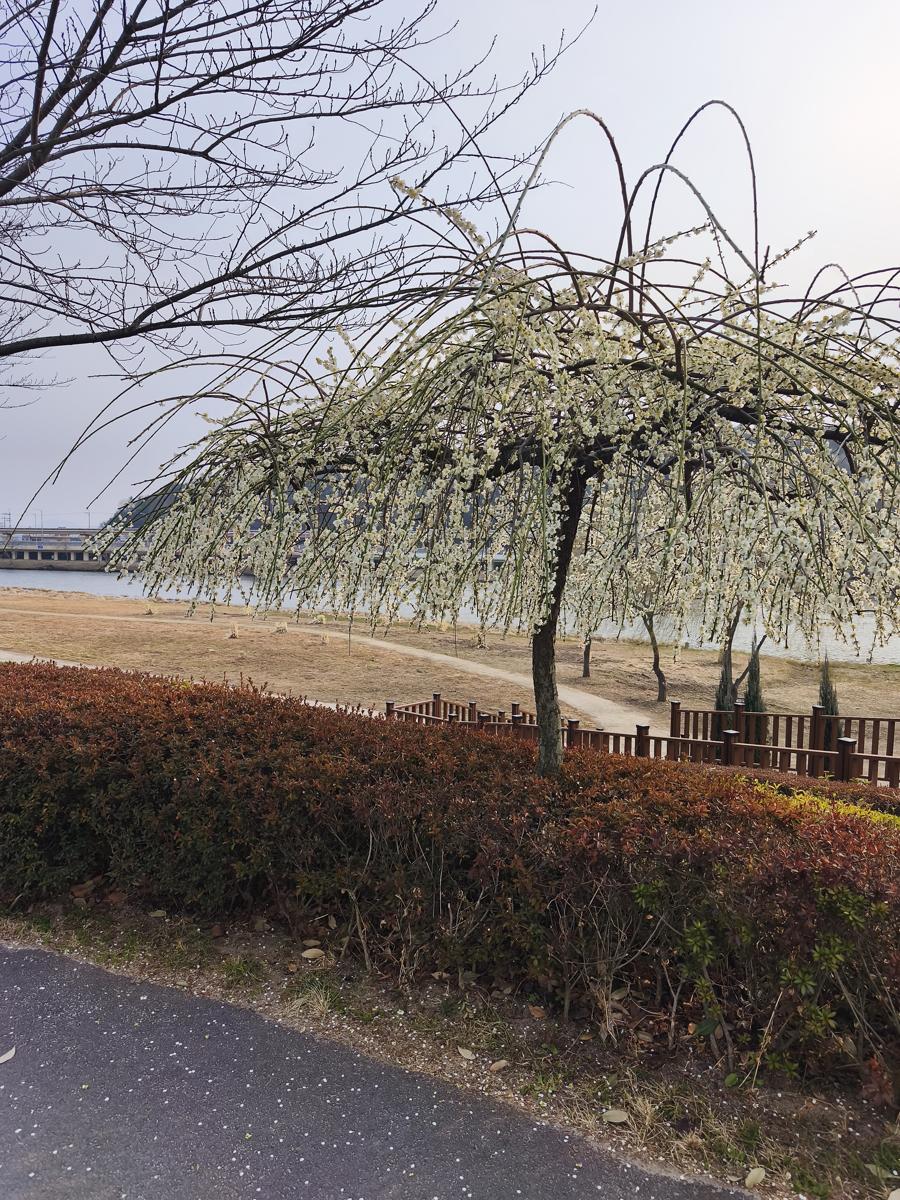 순천만국가정원 봄꽃: 팝콘처럼 팡팡 터진 아름다운 매화 군락지 풍경 (A beautiful grove of plum blossoms blooming like popcorn)