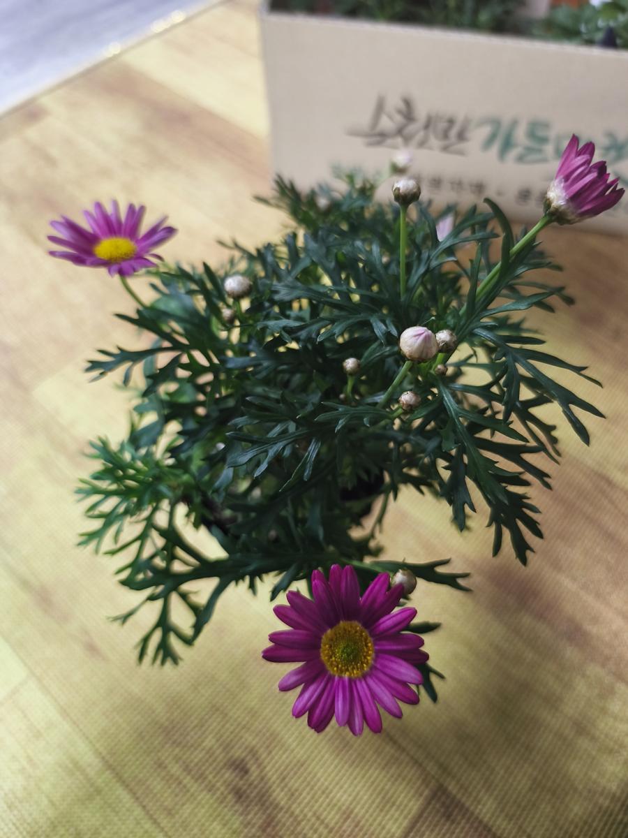 순천만가든마켓 봄꽃: 봄부터 가을까지 오랜 기간 곁을 지켜줄 목마가렛 (Marguerite Daisy that will stay with us from spring to fall)