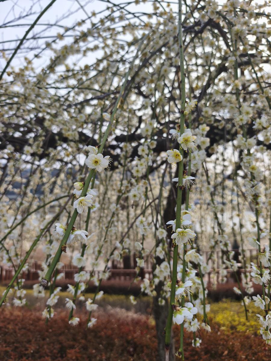 순천만국가정원 봄꽃: 은은한 향기를 풍기는 봄의 전령사, 매화 (Plum blossoms, the fragrant messengers of spring)