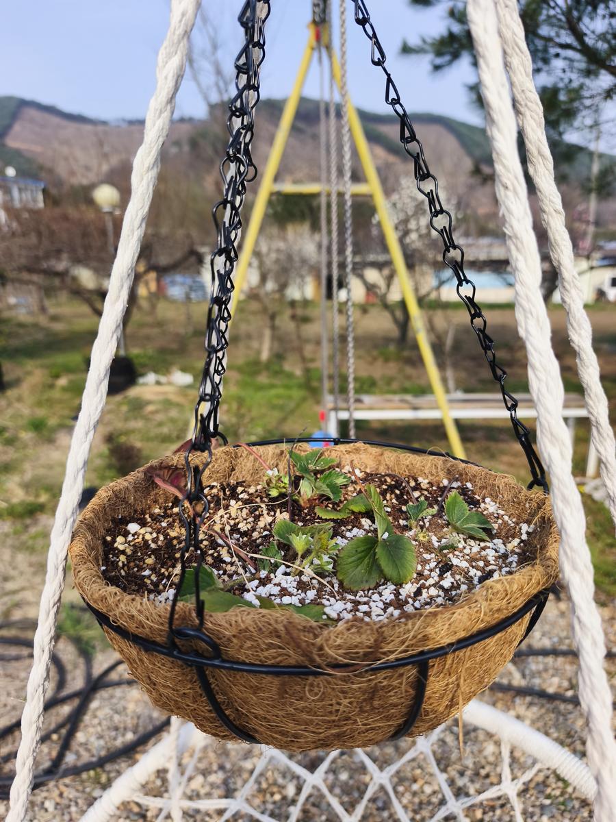 순천만정원 튤립: 달팽이와 개미의 피해를 막기 위해 공중 부양시킨 노지 딸기 화분 (Outdoor strawberry planters suspended to prevent snail and ant damage)