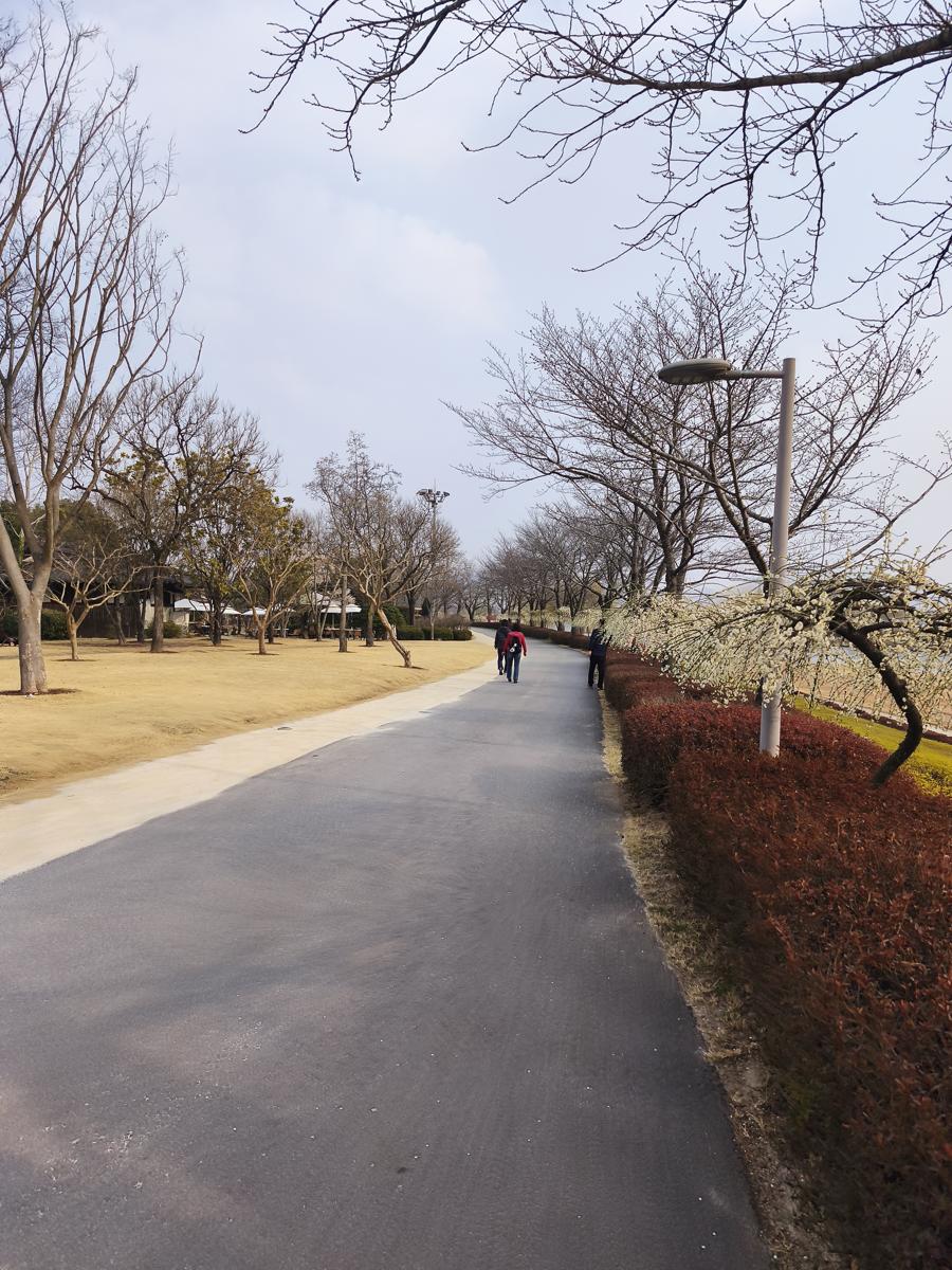 순천만국가정원 봄꽃: 가장 먼저 봄을 알리는 매화의 화사한 자태 (The bright posture of plum blossoms announcing spring first)