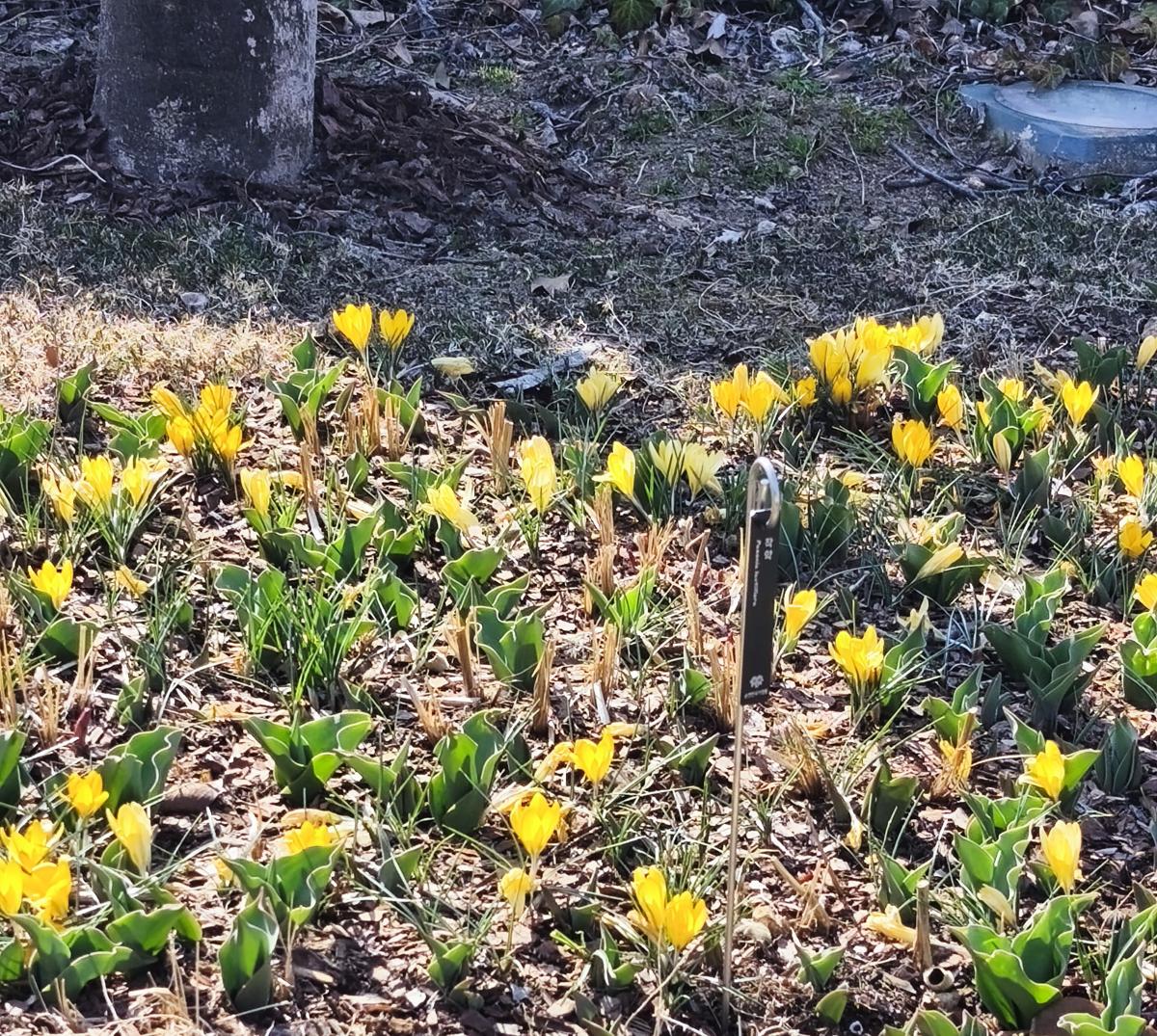 순천만국가정원 봄꽃: 부귀를 상징하는 작약꽃 모종의 개화 (Blooming Peony seedlings, symbolizing wealth)
