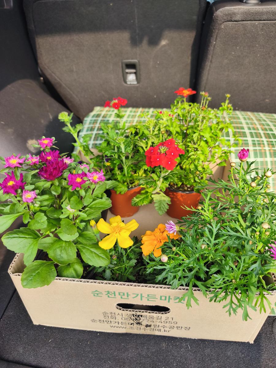순천만가든마켓 봄꽃: 차 트렁크에 안전하게 실린 봄꽃 화분 박스 (Spring flower pot boxes safely loaded in the trunk)