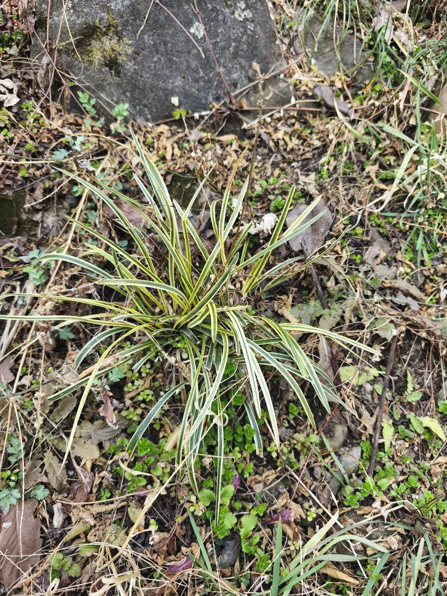 한국 남부지방 겨울 식물: 겨울을 이겨내고 뿌리와 씨앗으로 번식하는 강인한 맥문동 (Liriope, surviving winter and propagating via roots and seeds)