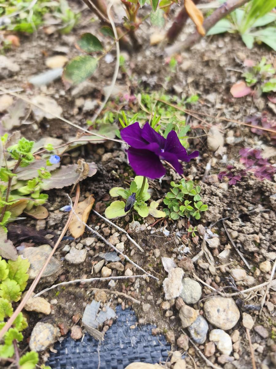 순천만정원 튤립: 돈을 벌어다 준 기특한 자연 발아 비올라의 생명력 (Vitality of the naturally germinated Viola that saved me money)