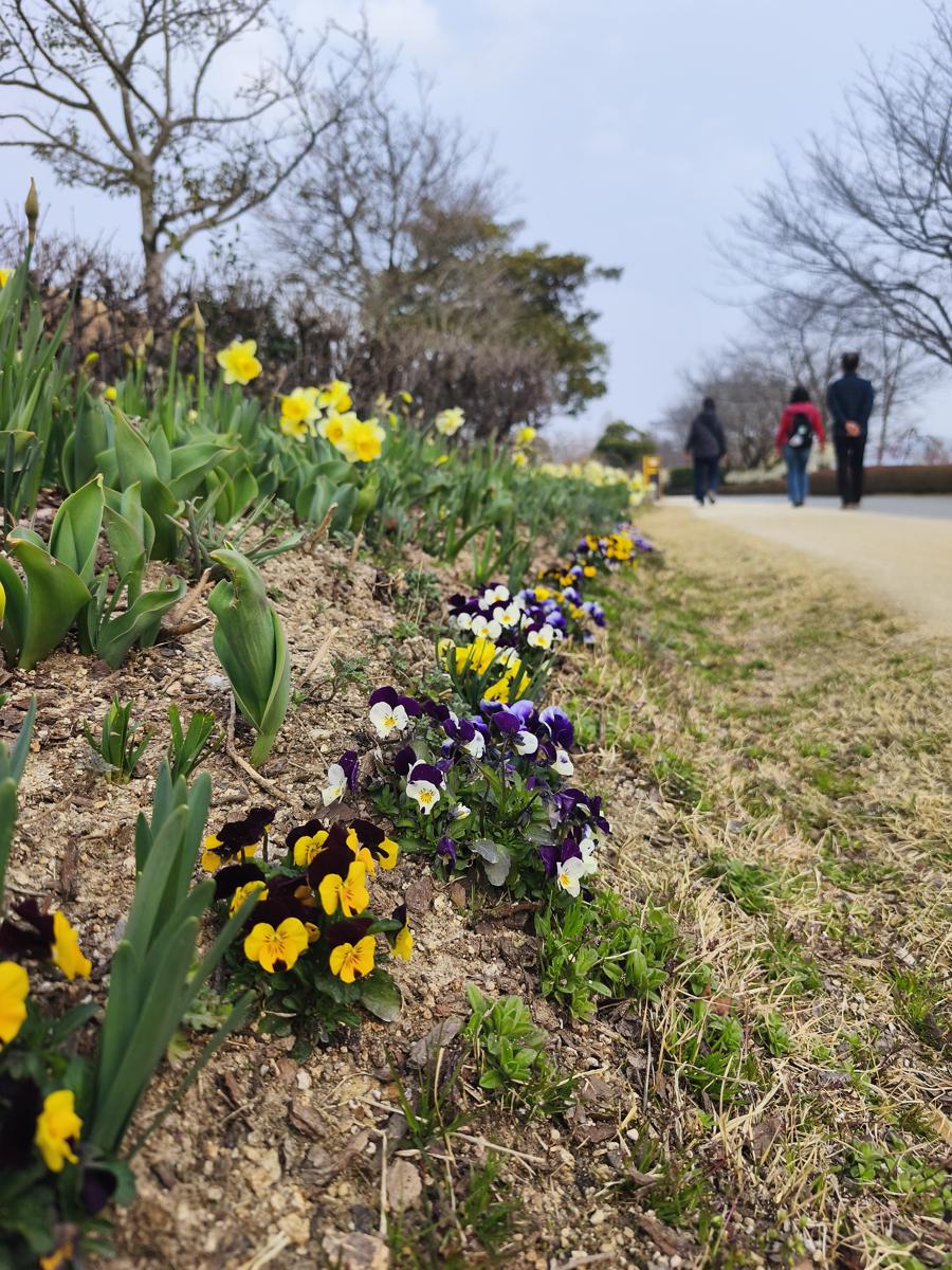 순천만국가정원 봄꽃: 짙은 보라색으로 시선을 끄는 앙증맞은 비올라 (Cute Violas catching the eye with deep purple colors)