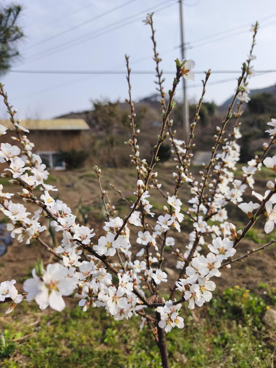 순천만정원 튤립: 매화인 줄 알았지만 픽쳐디스 어플로 알게 된 반가운 앵두나무 꽃 (Welcome Cherry bush blossoms I mistook for plum until checking the PictureThis app)