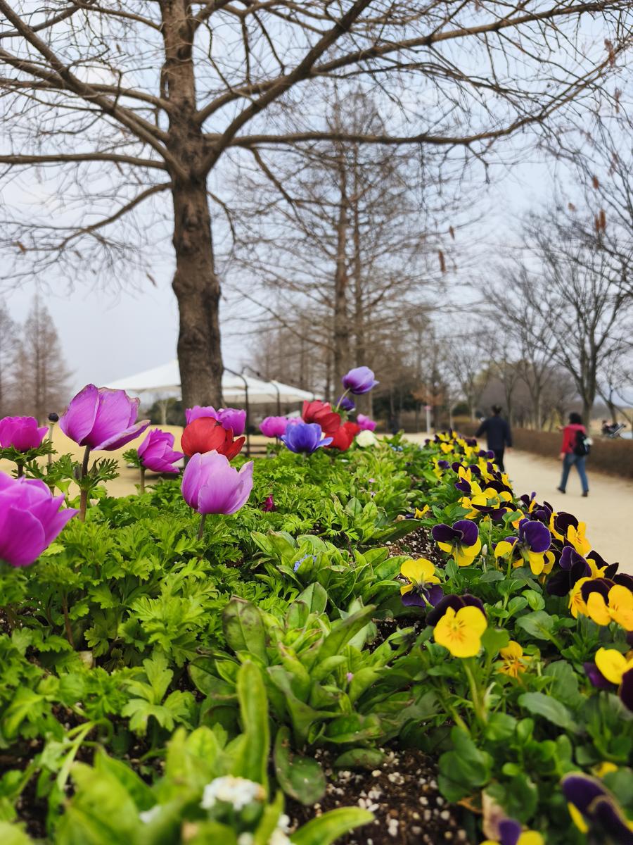 순천만국가정원 봄꽃: 화려함의 끝판왕, 겹겹이 피어난 라넌큘러스 (Ranunculus blooming in multiple layers, the king of splendor)