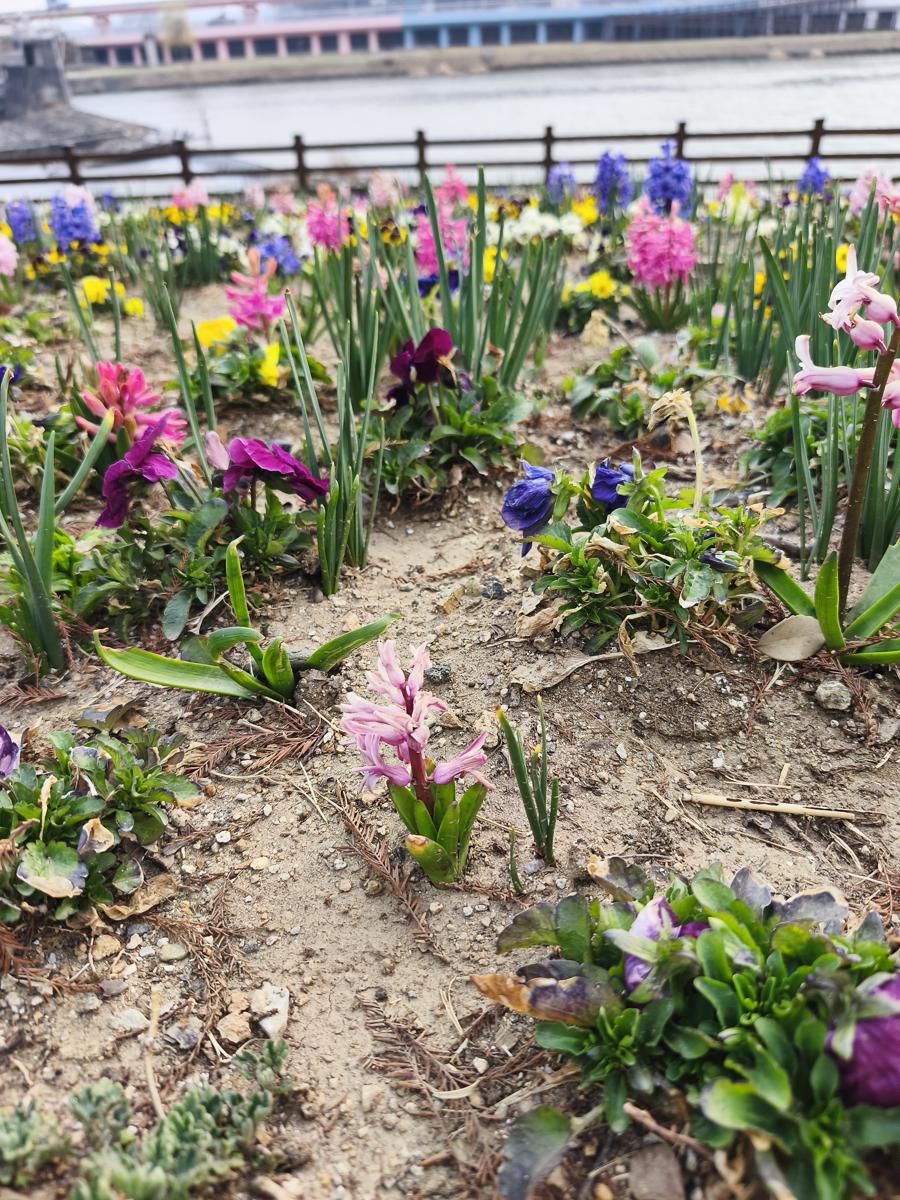 순천만국가정원 봄꽃: 바라만 봐도 힐링되는 컬러 테라피 봄꽃들 (Color therapy spring flowers that heal just by looking)