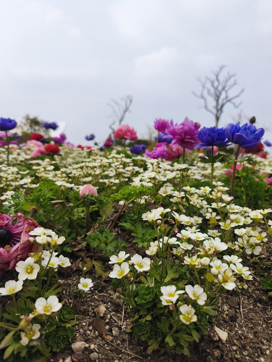 순천만국가정원 봄꽃: 정원을 가득 채운 생동감 넘치는 꽃의 향연 (A lively feast of flowers filling the garden)