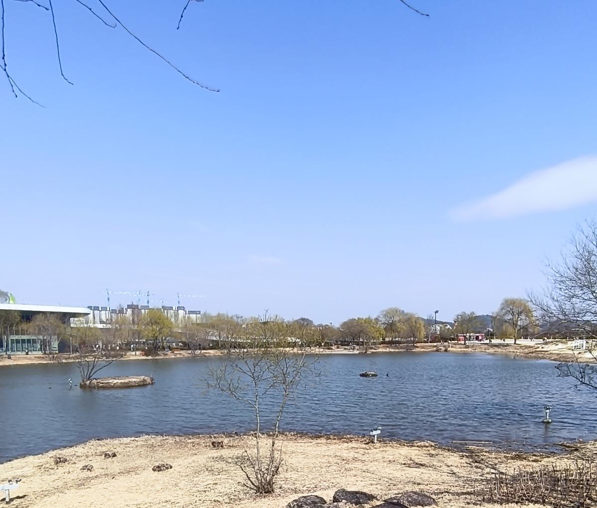 순천만국가정원 봄꽃: 서문 쪽 호수에서 평화롭게 헤엄치는 오리와 기러기 (Ducks and geese swimming peacefully in the West Gate lake)